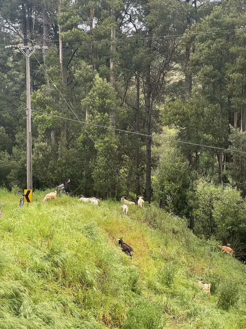 Rebaño de cabras pastoreando una ladera cubierta de pasto alto, junto a un pastor y un poste de tendido eléctrico, con bosque al fondo