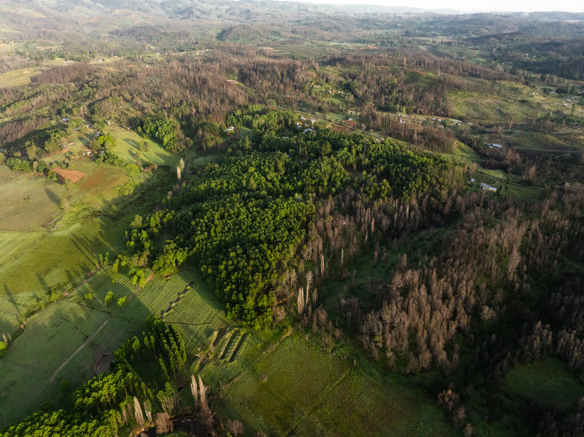 Vista aérea de un bosque que permanece intacto junto a un cortafuego natural, frente a la zona por donde avanzó el fuego