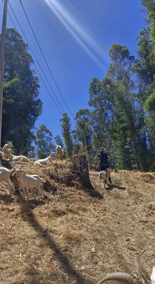 El mismo sector con el pasto consumido, el suelo cubierto de paja y cabras descansando sobre el talud