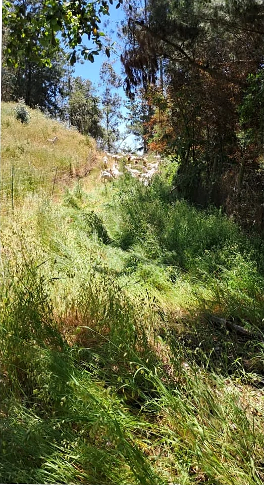 Quebrada con pasto alto y matorral denso, con un rebaño a lo lejos