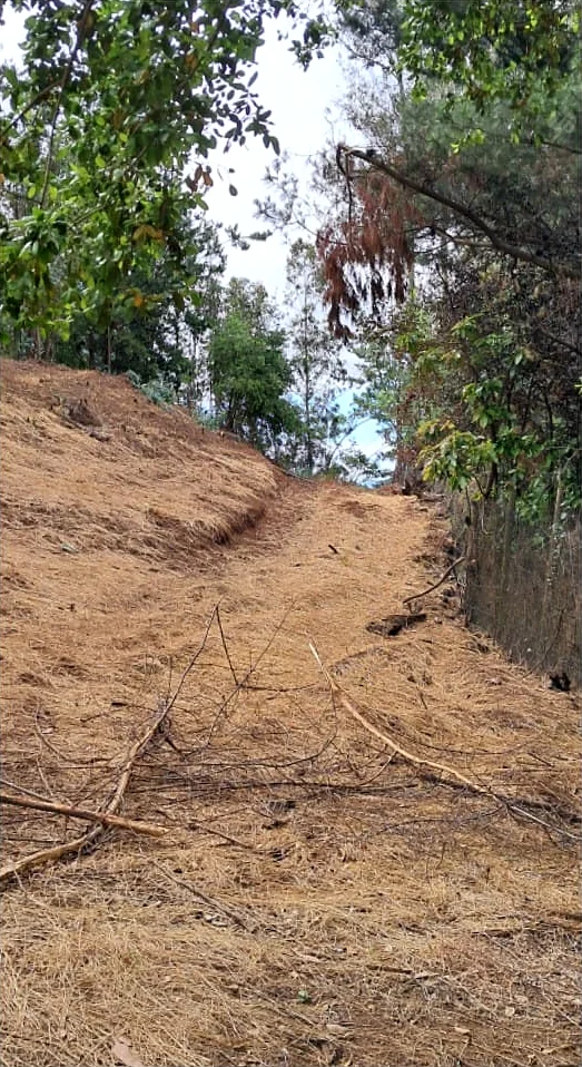 El mismo sector despejado, con el suelo cubierto de paja y el sendero a la vista