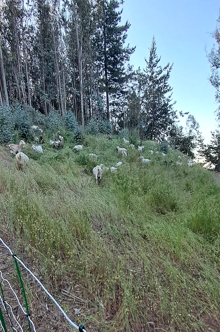 Talud con pasto alto y matorral bajo un bosque de eucaliptos y pinos, con cabras pastando junto a un cerco eléctrico