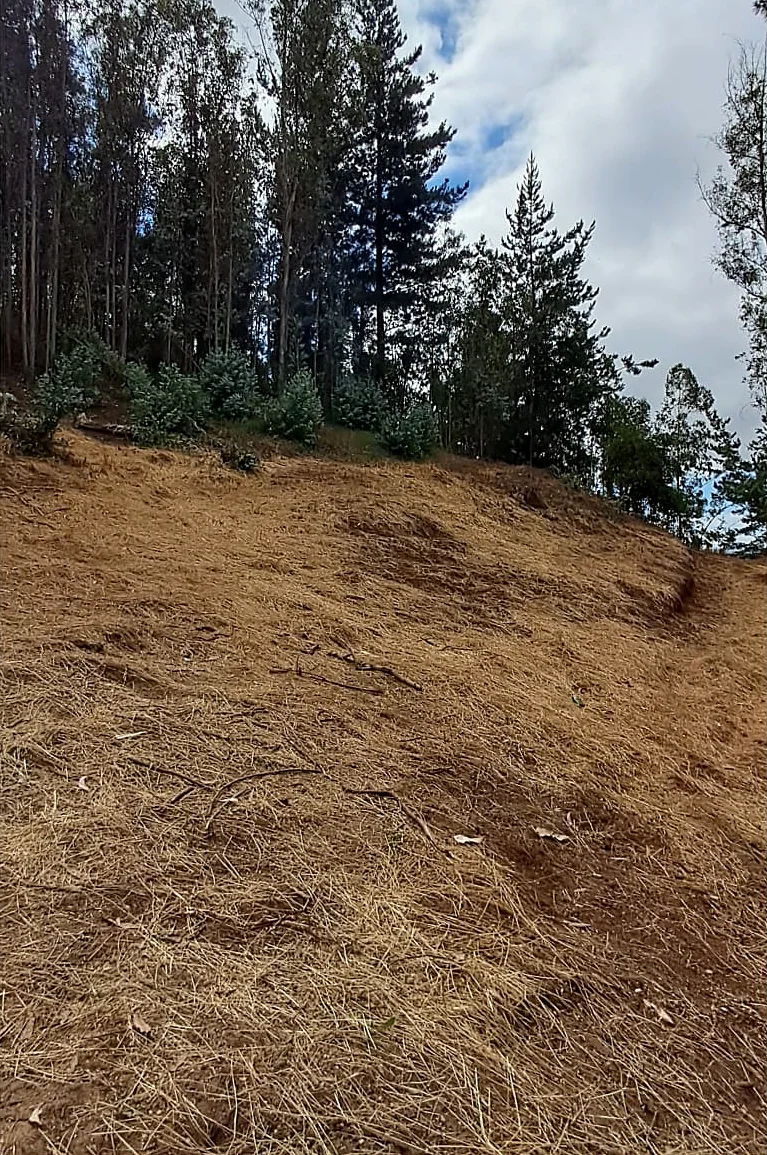 El mismo talud con la vegetación controlada y el suelo cubierto de paja, con el bosque en pie