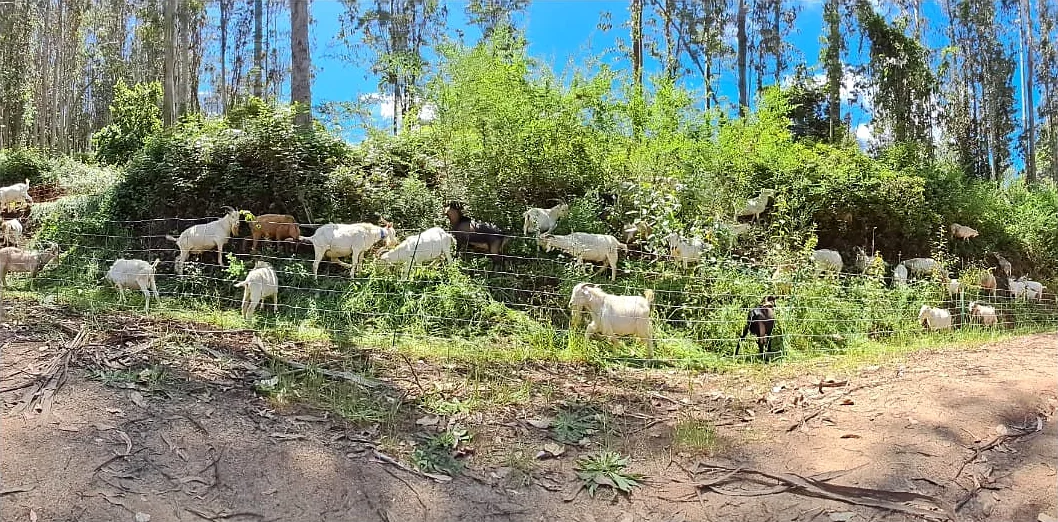 Talud junto a un camino forestal cubierto de matorral, con cabras pastando tras un cerco