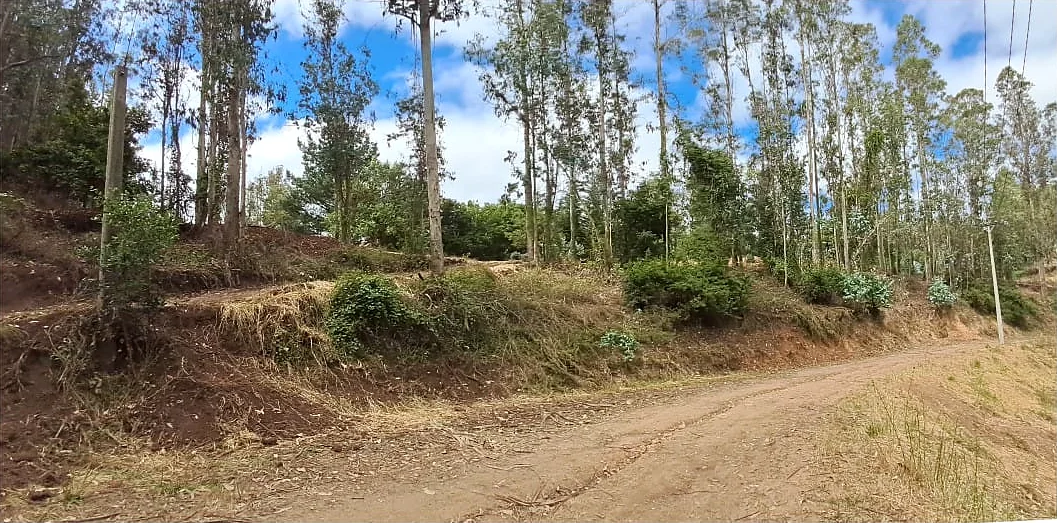 El mismo talud junto al camino con la vegetación controlada y el suelo descubierto